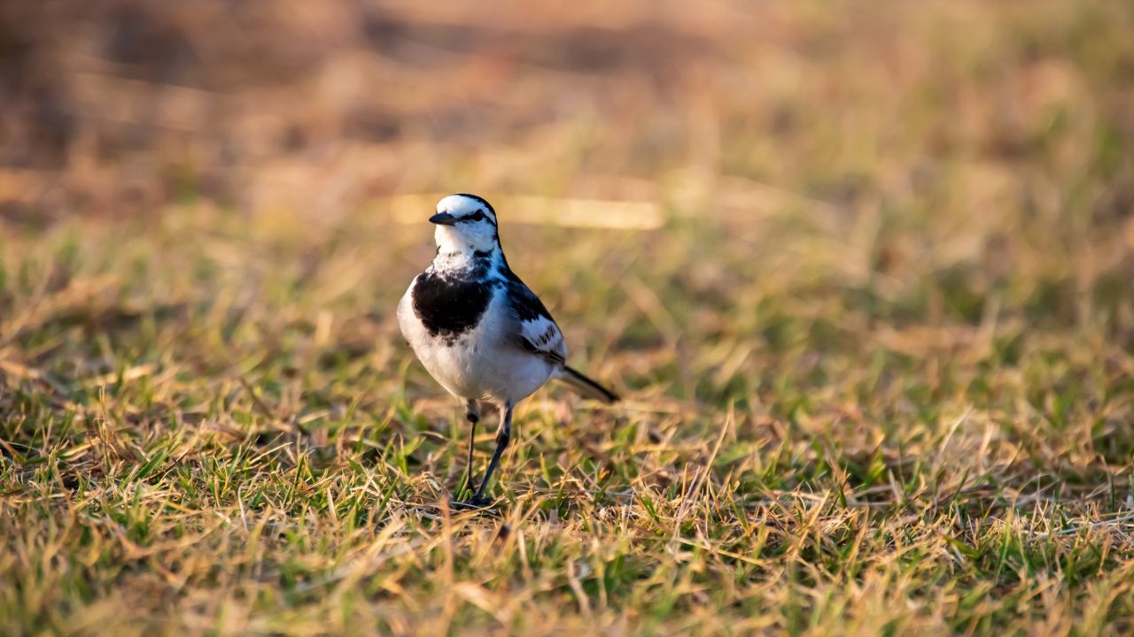 Amazing Birds: क्या आप जानते हैं इस अनोखे पक्षी का नाम, पूरी जिंदगी कभी किसी पेड़ पर नहीं बैठता