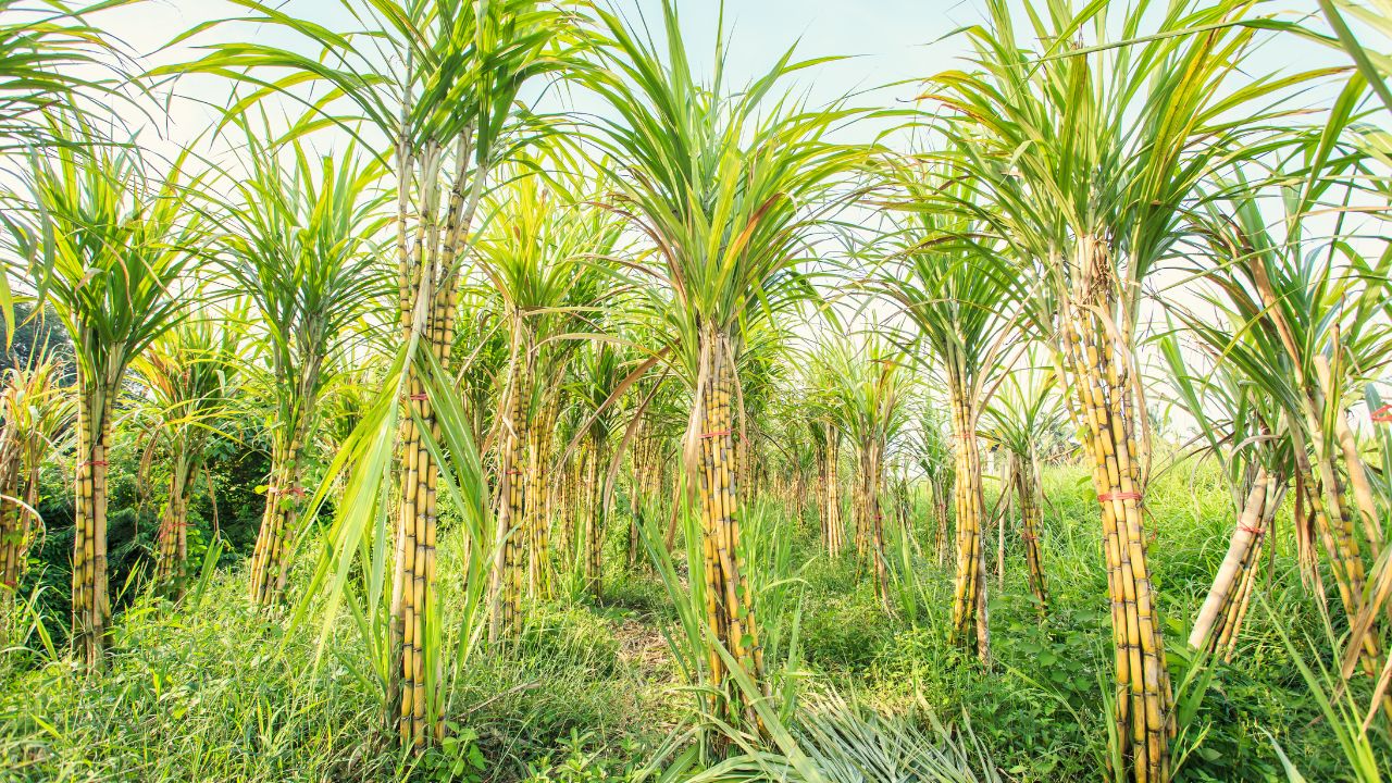 चीनी का उत्पादन फिर से नए रिकॉर्ड पर पहुंचेगा, गन्ना में जल्दी फूल आने पर एक्सपर्ट ने जताई चिंता