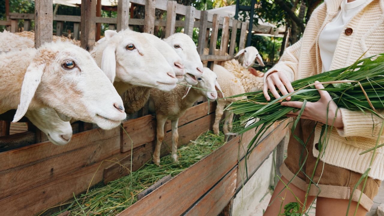 Goat Farming: इन 5 नस्लों से शुरू करें बकरी पालन बिजनेस, कम लागत में होगा जबरदस्त मुनाफा