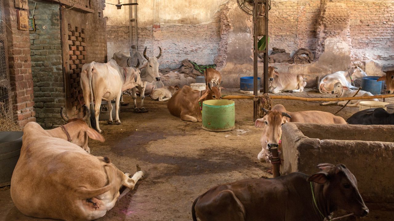 गाय पालन में डोंगर गांव पंचायत ने पेश की मिसाल, 38 लाख खर्च करके बनाई अत्याधुनिक गौशाला.. रहते हैं 80 पशु