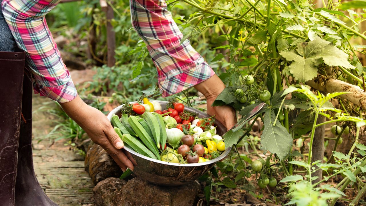 Vegetable Farming: गेहूं-मटर छोड़ फरवरी में बोएं ये 8 सब्जियां, अप्रैल तक पैसों से भर जाएगी जेब!