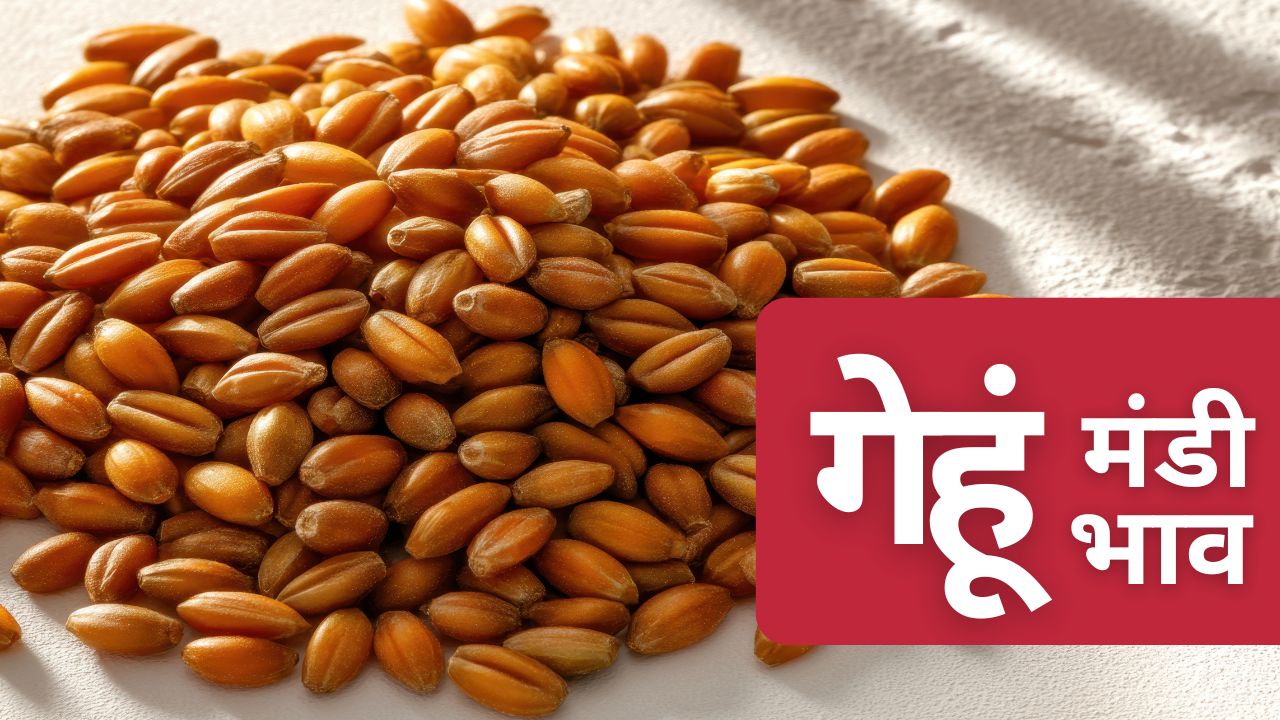 गेहूं का भाव 5 फीसदी बढ़ा.. एमएसपी से महंगा हुआ गेहूं, यूपी और मुंबई का ताजा मंडी रेट देखें