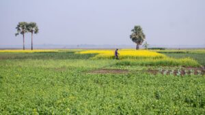 फसलों का दुश्मन बना मौसम, मटर-सरसों में इल्ली और आलू में सड़न रोग ने किसानों की बढ़ाई चिंता फसलों का दुश्मन बना मौसम, मटर-सरसों में इल्ली और आलू में सड़न रोग ने किसानों की बढ़ाई चिंता