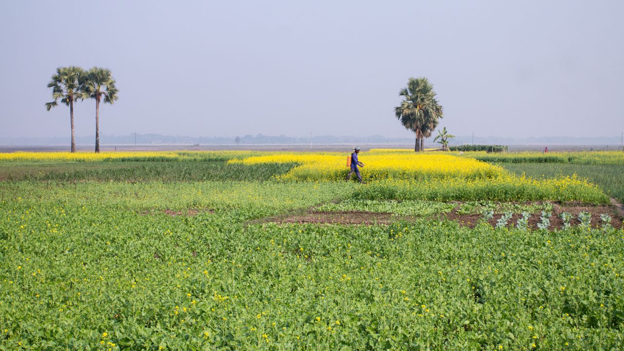 फसलों का दुश्मन बना मौसम, मटर-सरसों में इल्ली और आलू में सड़न रोग ने किसानों की बढ़ाई चिंता