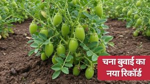 किसानों से एक लाख टन चना खरीद को मंजूरी, बढ़े MSP भाव के रूप में मिलेंगे 595 करोड़.. रकबा रिकॉर्ड के पार