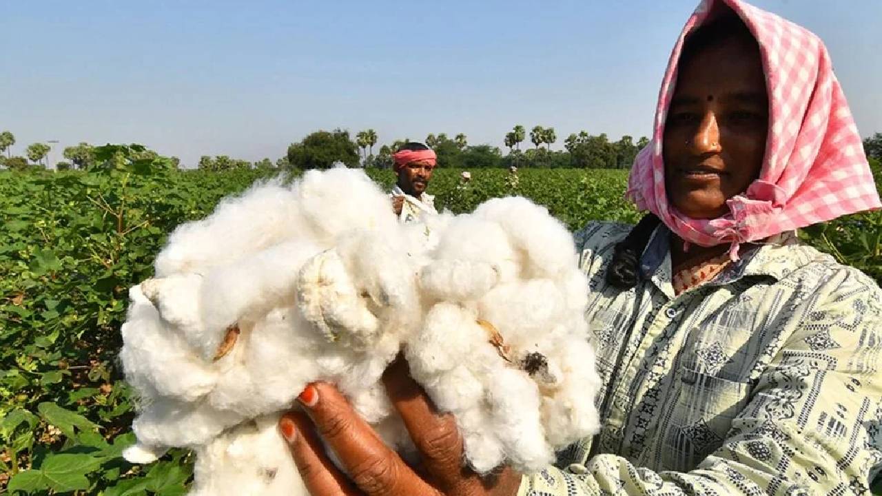 कपास कीमतों पर विवाद: उद्योग चाहता छूट, सरकार किसानों को लेकर परेशान… जानें पूरा मामला