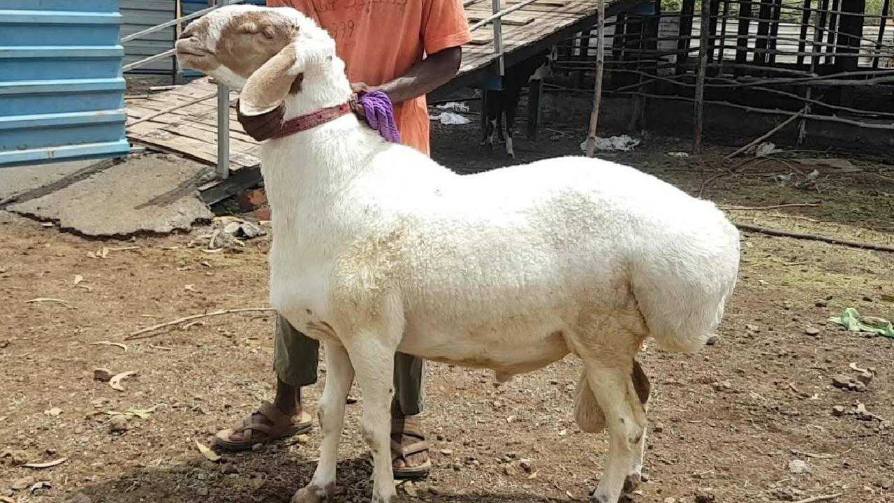 एक भेड़ की कीमत सुनकर रह जाएंगे हैरान! दुम्बा नस्ल से लाखों की कमाई कर रहे किसान