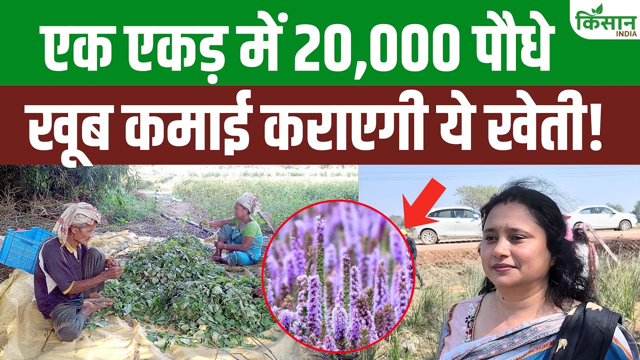 पचौली की खेती से कितनी कमाई?, एक एकड़ में 20,000 पौधों का पूरा गणित