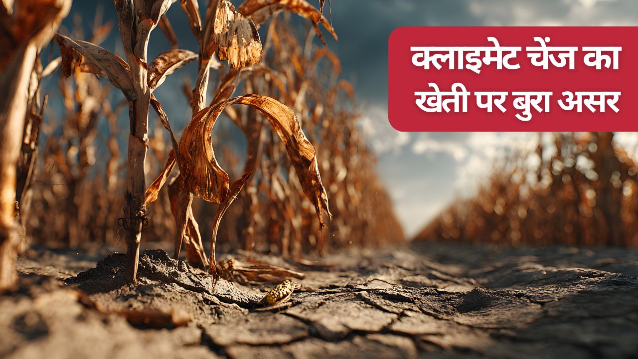ठहराव की ओर जलवायु परिवर्तन, इस साल भी सताएगी गर्मी.. खेती पर बुरे असर की चिंताओं में विशेषज्ञ