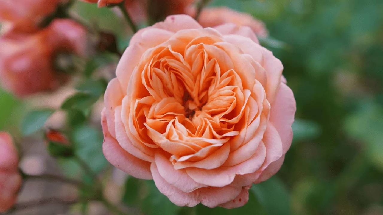जूलियट रोज से ब्लैक बाकारा तक, ये हैं दुनिया के सबसे खास और दुर्लभ गुलाब, कीमत सुनकर रह जाएंगे हैरान
