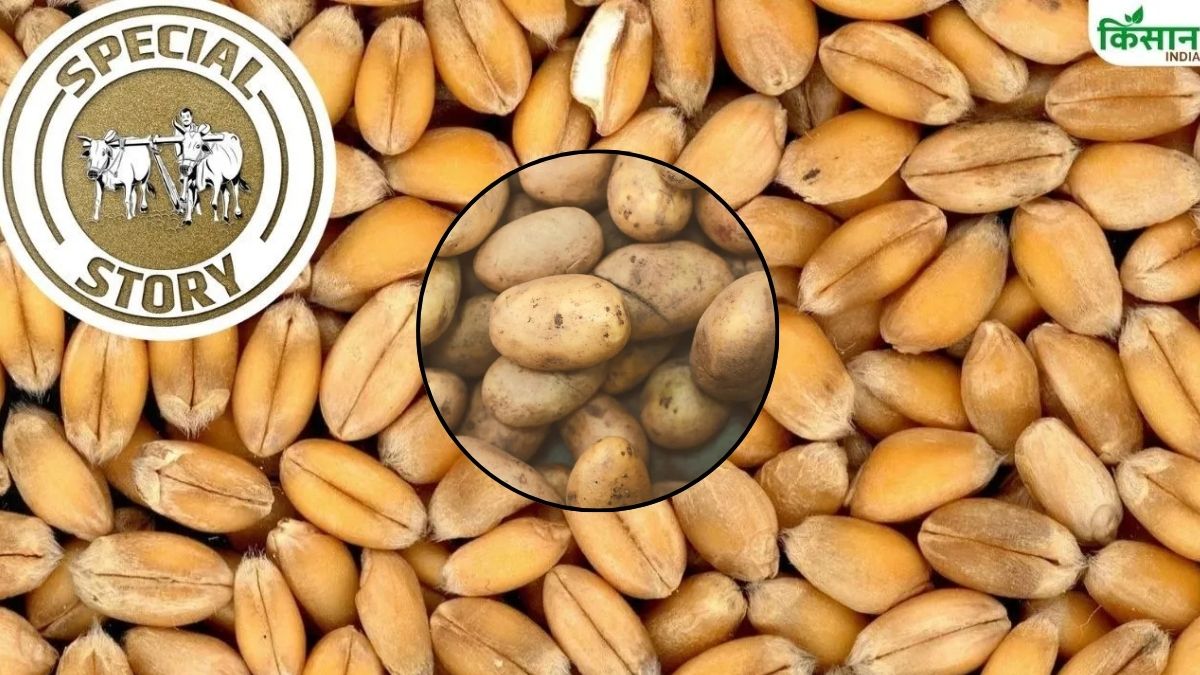 Mandi Rate: आलू सस्ता पर 5 दिन के अंदर ही 7 फीसदी महंगा हुआ टमाटर, इस वजह से बढ़े गेहूं के दाम