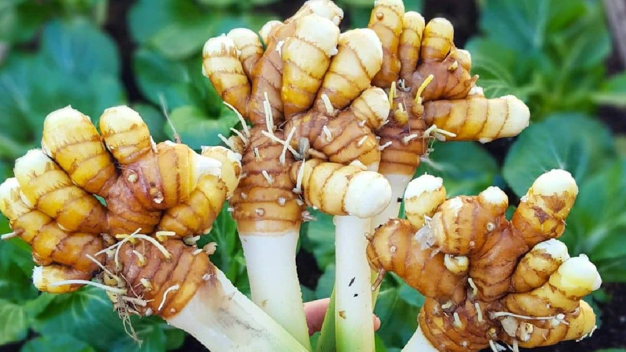 किचन गार्डन के लिए परफेक्ट है हल्दी, जानिए रोपण से कटाई तक का तरीका