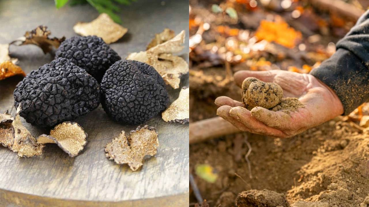 लाखों में बिकता है ट्रफल… जानिए दुनिया का सबसे महंगा मशरूम क्यों है इतना खास