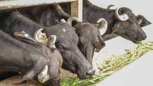 डेयरी बिजनेस में होना है मालामाल? पालें भैंस की ये दो शानदार नस्लें, कम खर्चे में मिलेगा रिकॉर्ड तोड़ दूध! डेयरी बिजनेस में होना है मालामाल? पालें भैंस की ये दो शानदार नस्लें, कम खर्चे में मिलेगा रिकॉर्ड तोड़ दूध!