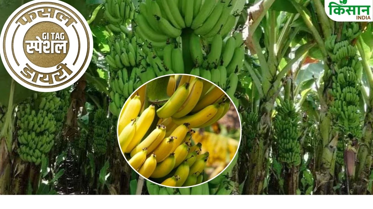 पौष्टिक तत्वों से भरपूर है जलगांव का केला, 15 महीने में तैयार हो जाती है फसल.. विदेशों में भी भारी डिमांड