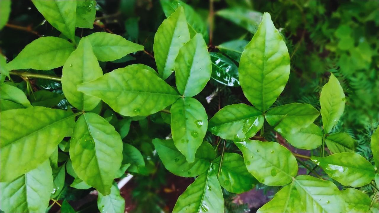 सुबह खाली पेट खा लें भोलेनाथ का पसंदीदा बेल पत्र, हार्ट से इम्युनिटी तक मिलेंगे ये 6 गजब फायदे!