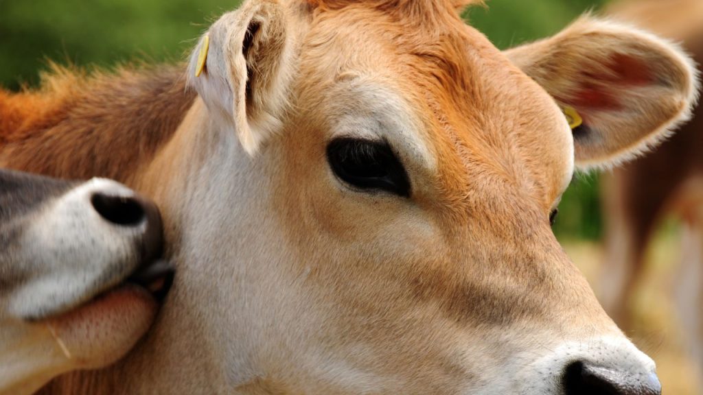 कुल आहार में लगभग 2% मिनरल मिक्सचर और 1% नमक डालना जरूरी है. इससे कैल्शियम और फॉस्फोरस की कमी नहीं होती, हड्डियां मजबूत रहती हैं और प्रजनन क्षमता भी बढ़ती है.