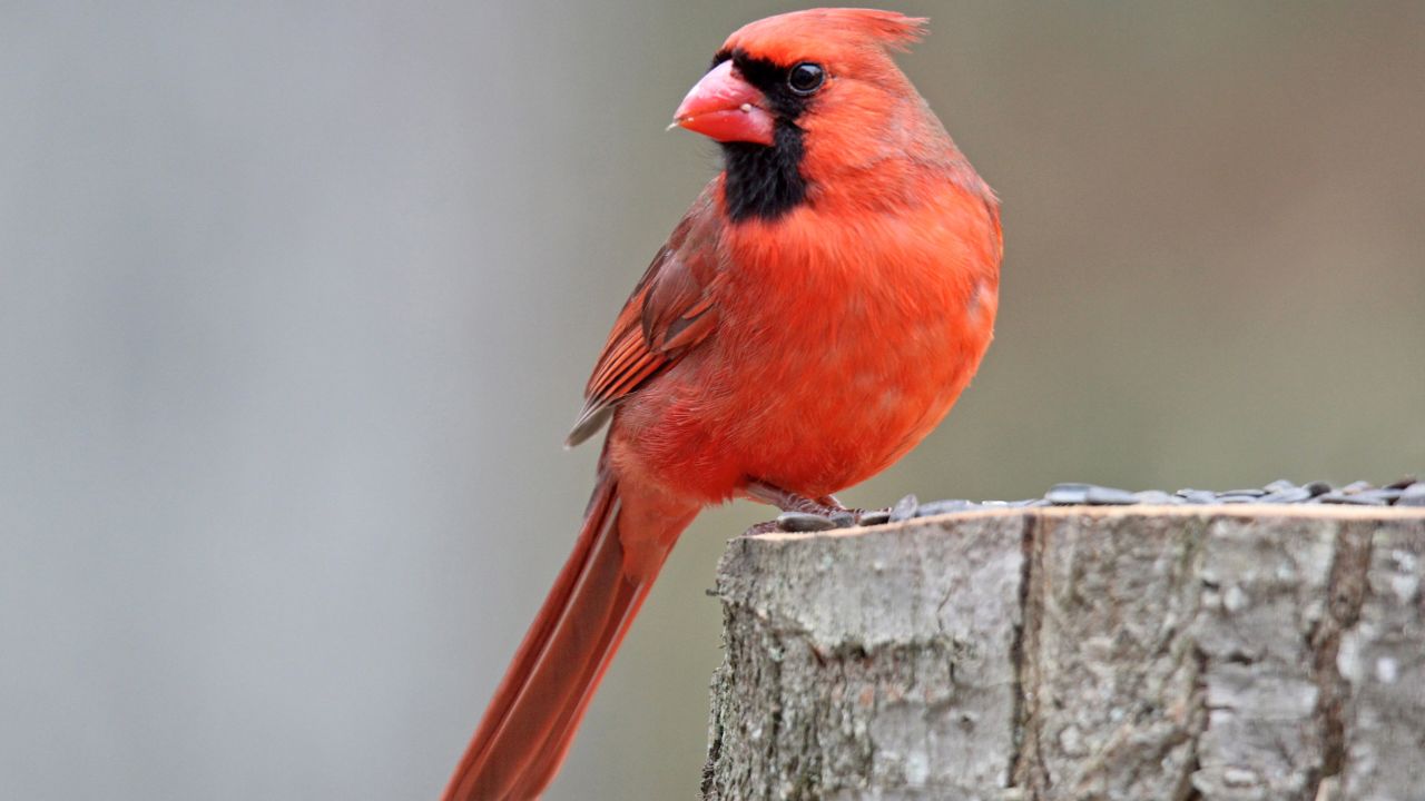 Amazing Birds: लाल रंग की नॉर्दर्न कार्डिनल चिड़िया क्यों है खास, जानिए इसकी आदतें और अनोखी पहचान पूरी कहानी