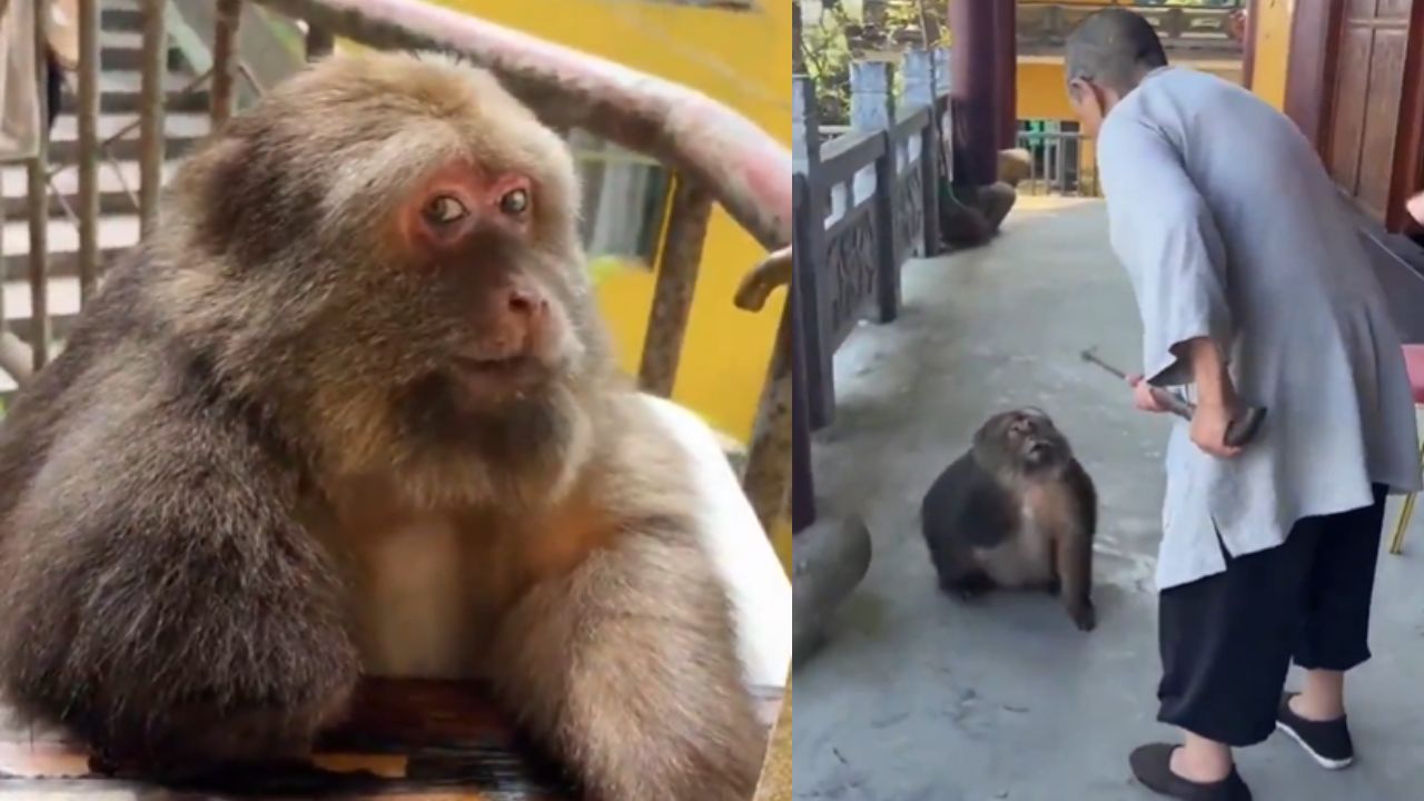 Viral Story:  फंदे में फंसकर हाथ खो बैठी बंदरनी, मंदिर में बुज़ुर्ग महिला ने बदल दी उसकी जिंदगी, देखें वीडियो
