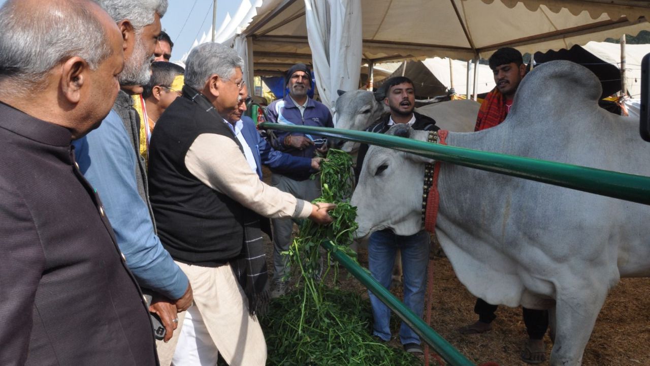 20 हजार पशु चिकित्सकों की तैनाती में तेजी, पशुधन मंत्री ललन सिंह बोले- देसी गायों ने बढ़ाया डेयरी का रुतबा