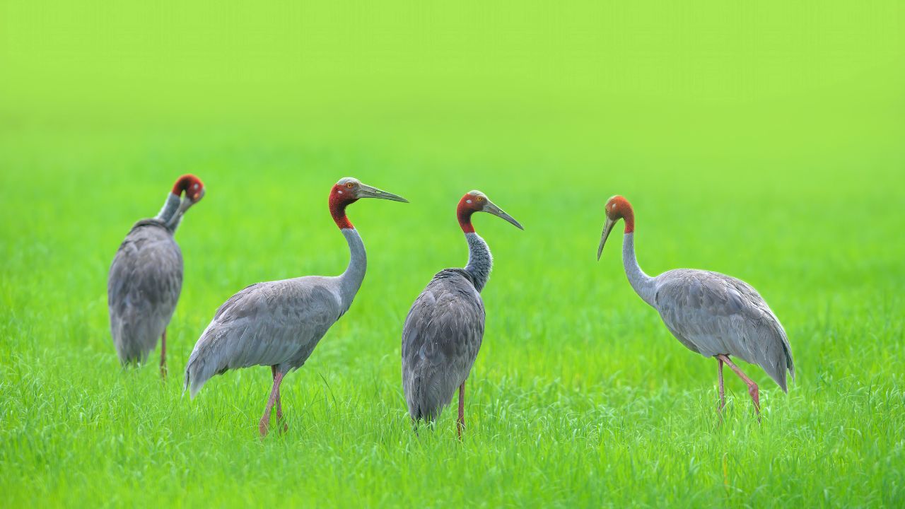 Crane Birds: उत्तर प्रदेश में बढ़ी सारस की संख्या, इटावा में सबसे ज्यादा हुई संख्या