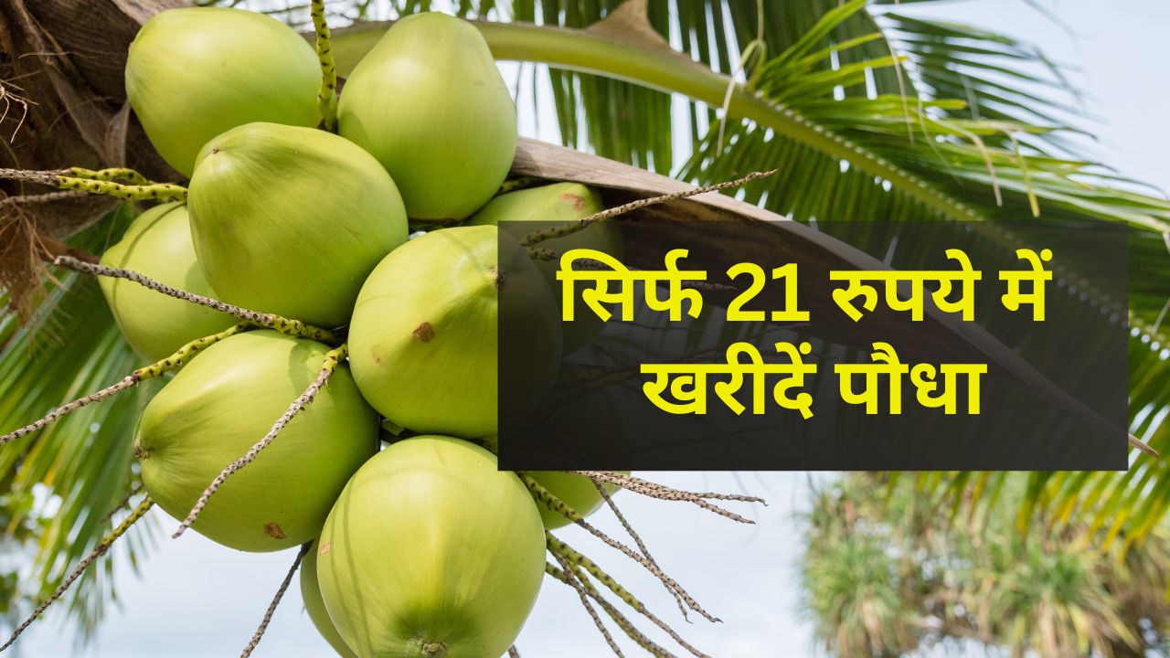 किसानों के लिए कमाई का ATM! सिर्फ 21 रुपये में खरीदें ये पौधा, सालों तक मिलेगा मुनाफा