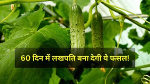 Today’s Insights: खर्चा 20 हजार, मुनाफा 2 लाख तक… खीरे से होगी नोटों की बारिश! 60 दिन में बन सकते हैं लखपति Today’s Insights: खर्चा 20 हजार, मुनाफा 2 लाख तक… खीरे से होगी नोटों की बारिश! 60 दिन में बन सकते हैं लखपति
