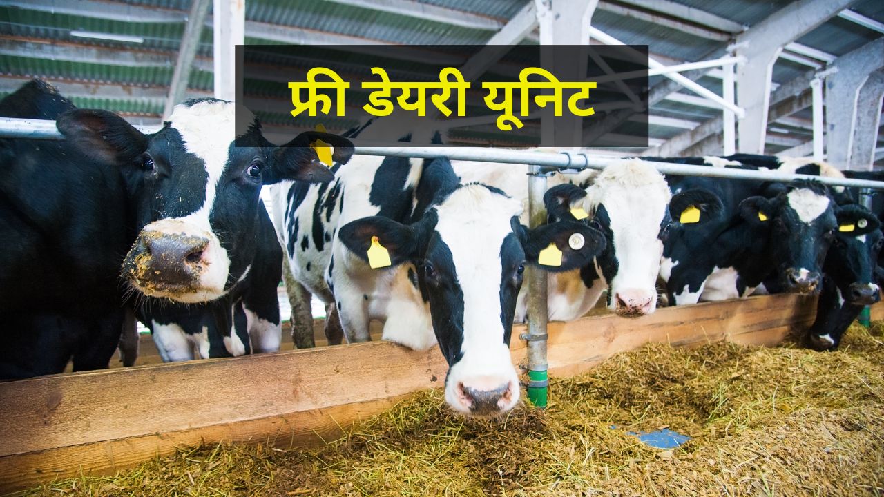 बिना एक रुपया खर्च किए शुरू करें डेयरी बिजनेस! यहां मिल रहा 100 प्रतिशत अनुदान, जानें कैसे करें आवेदन