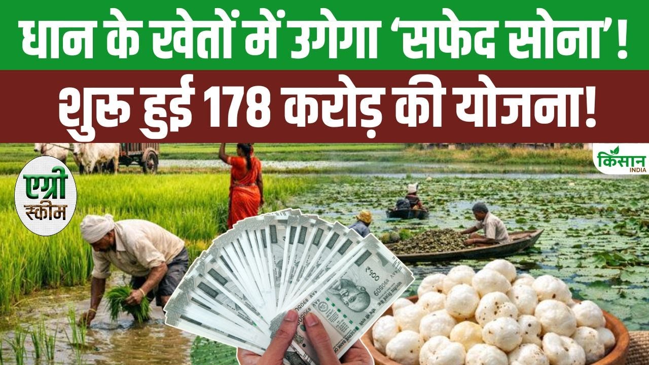 छत्तीसगढ़ में मखाना विकास योजना शुरू, किसानों की आमदनी बढ़ाने के लिए 178 करोड़ रुपये की बड़ी पहल