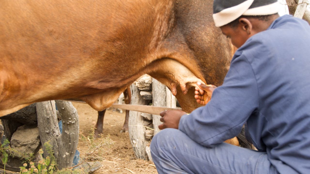 Dairy Farming: क्या आप भी कर रहे हैं पशु से दूध निकालने में ये गलती? जानिए सही तरीका, दोगुना होगा दूध