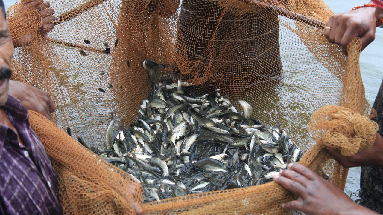 देश में तीसरा सबसे बड़ा मछली उत्पादक राज्य UP, 6 साल में दोगुना हो गया प्रोडक्शन