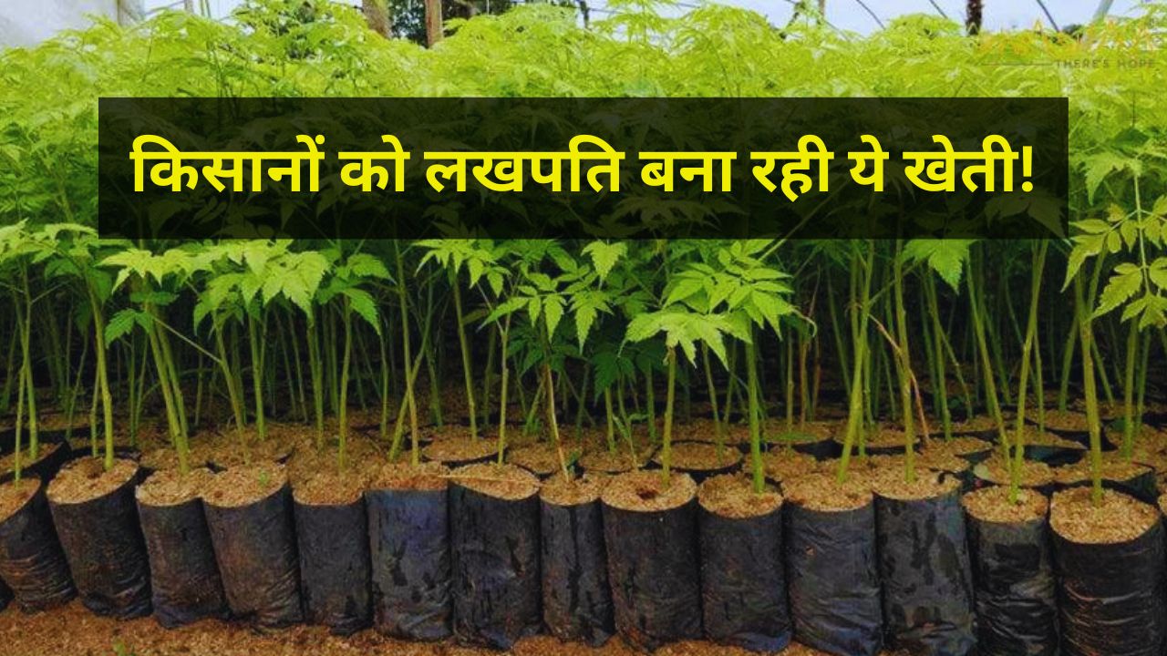 6 साल में 21 लाख, 10 साल में 1 करोड़! किसान एक एकड़ में करें इस पौधे की खेती