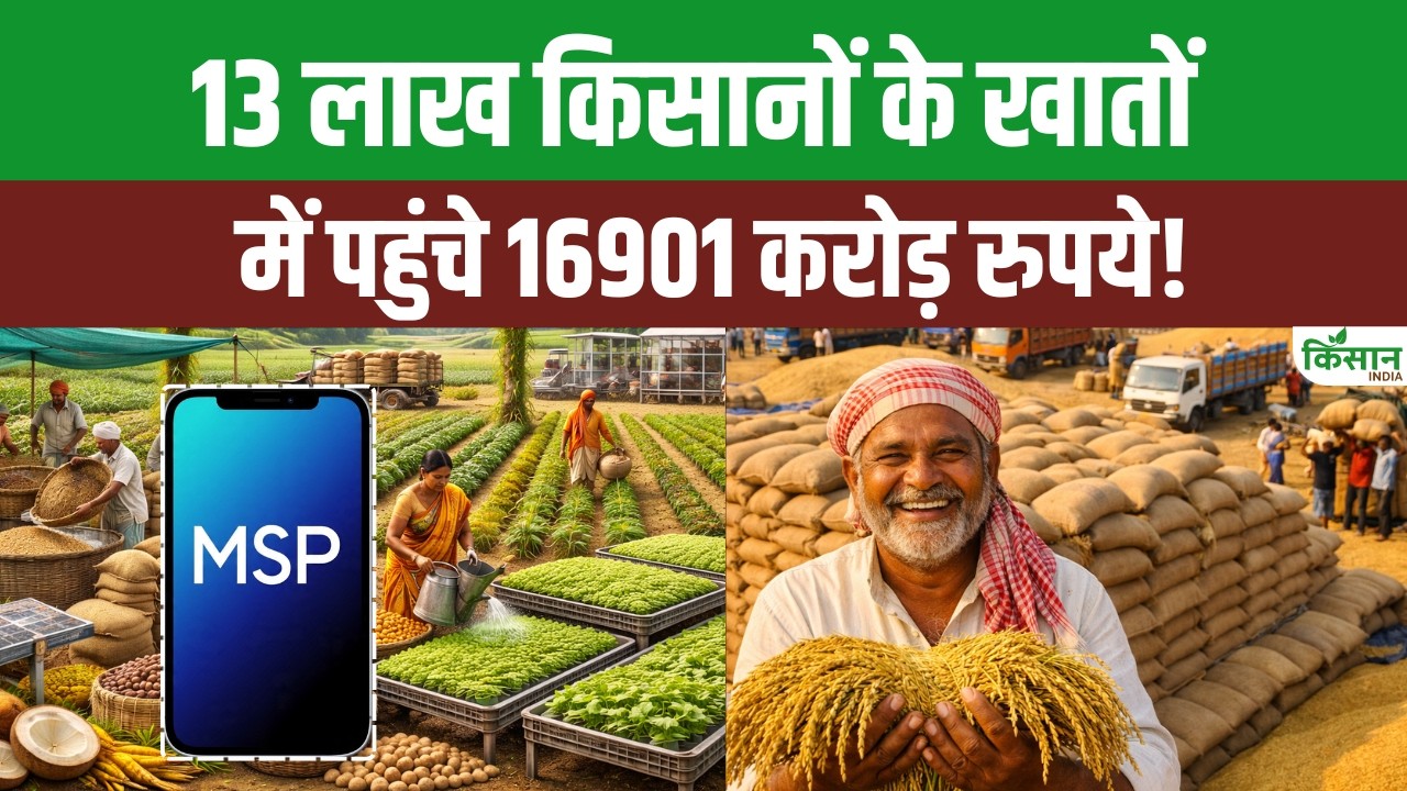 खरीफ 2025 MSP का भुगतान शुरू, 13 लाख किसानों के खातों में सीधे पहुंचे हजारों करोड़ रुपये