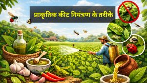 Natural Pest Control Methods: खेत में छिड़कें ये देसी घोल, रातों-रात कीटों से मिलेगी छुटकारा, पैदावार भी होगी दोगुनी!
