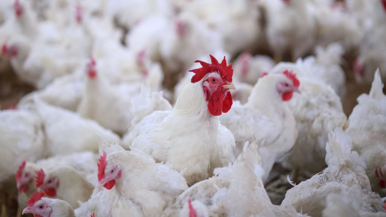 तापमान बढ़ते ही Poultry पर गहराया संकट! एक्सपर्ट से जानें दाना और पानी के ये नियम, नहीं तो मर सकती हैं मुर्गियां