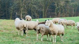 Sheep Farming: किसानों के लिए नोट छापने की मशीन है भेड़ की 2 नस्लें! ऊन, मीट और दूध तीनों से मिलेगा फायदा Sheep Farming: किसानों के लिए नोट छापने की मशीन है भेड़ की 2 नस्लें! ऊन, मीट और दूध तीनों से मिलेगा फायदा