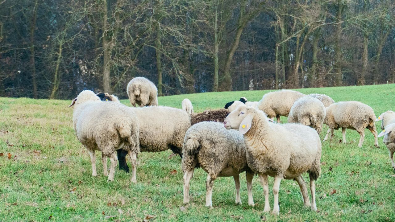 Sheep Farming: किसानों के लिए नोट छापने की मशीन है भेड़ की 2 नस्लें! ऊन, मीट और दूध तीनों से मिलेगा फायदा