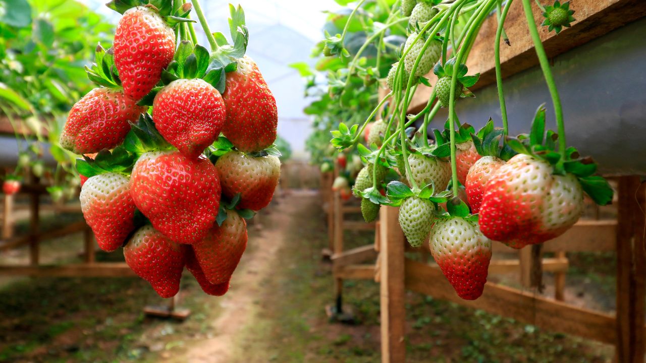 Strawberry Vikas Yojana: स्ट्रॉबेरी खेती पर 40 प्रतिशत सब्सिडी, किसानों को मिलेगा 3 लाख रुपये तक लाभ