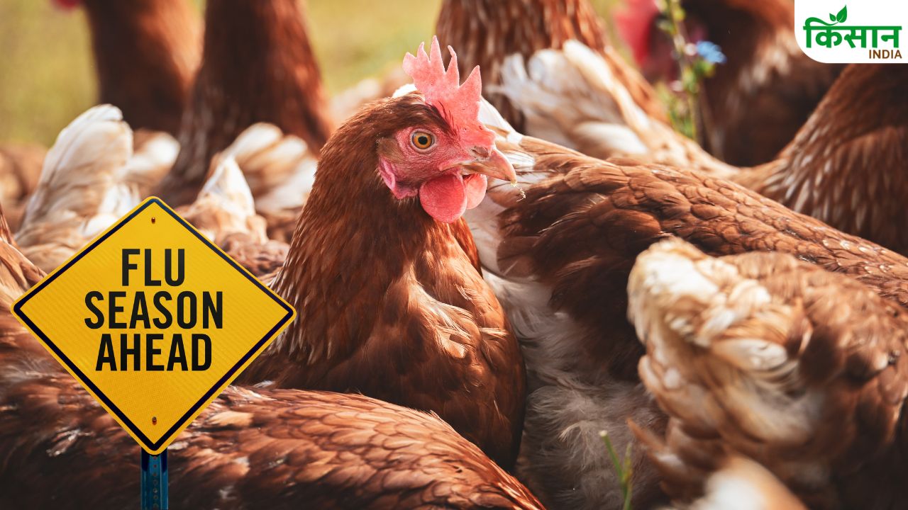 Bird Flu: भागलपुर में बर्ड फ्लू की दस्तक.. 150 पक्षियों की मौत से मचा हड़कंप, अलर्ट मोड में प्रशासन