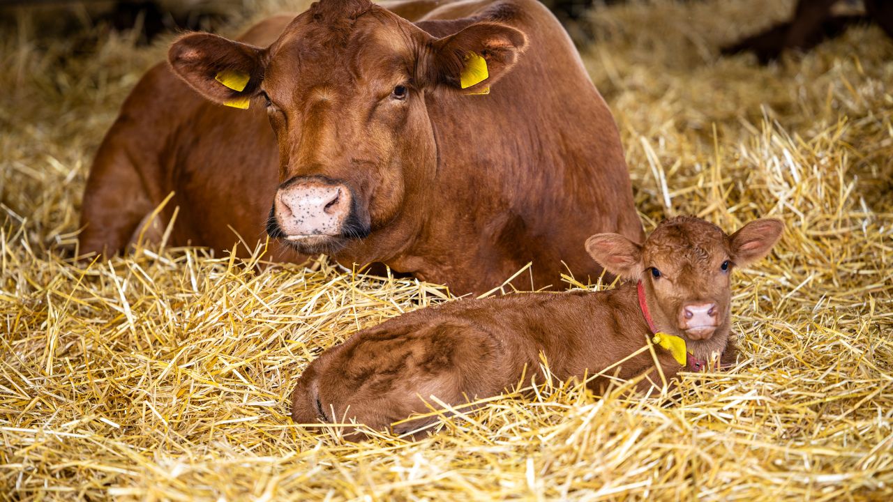 Animal Husbandry: दूध चाहिए ज्यादा तो फरवरी में ये काम मत भूलिए, पशुपालकों के लिए जरूरी चेतावनी