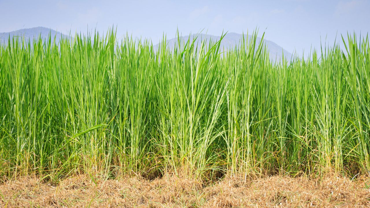 Green Fodder : गजब का है ये हरा चारा.. पशुओं के लिए बना संजीवनी, खिलाते ही बढ़ जाएगा दूध!