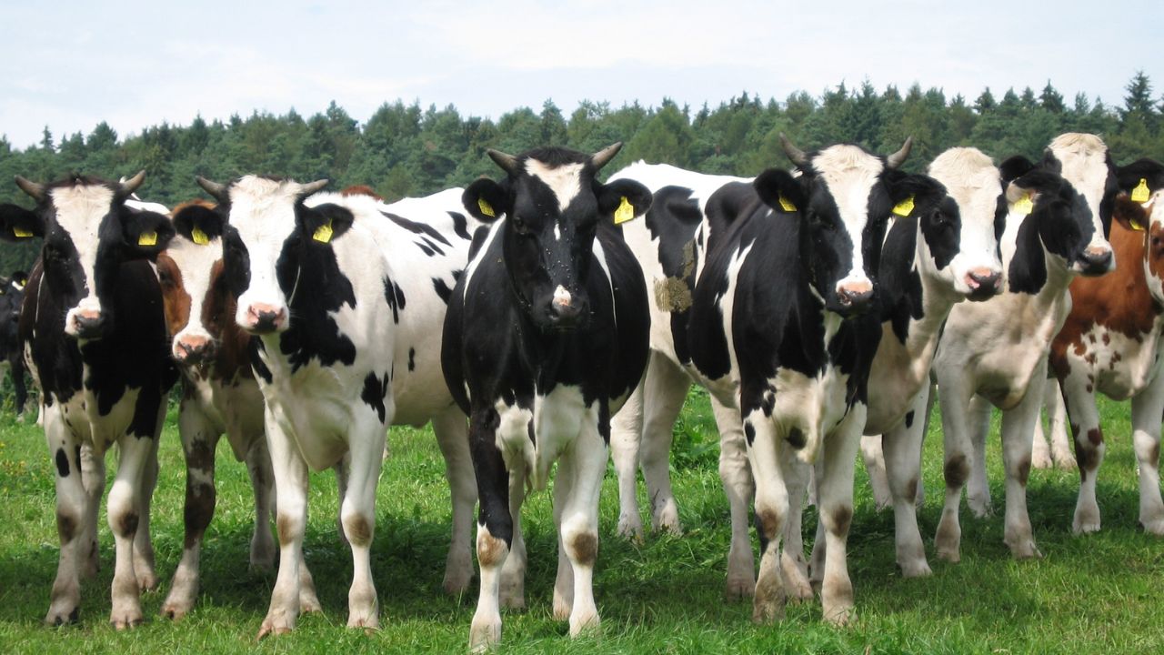 Cattle Buying Tips: दुधारू पशु खरीदते समय इन बातों का रखें ध्यान, दूध उत्पादन और कमाई दोनों बढ़ेंगी