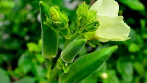Okra Farming: खाली खेत से कमाई का मौका, भिंडी की खेती दे सकती है किसानों को तगड़ा मुनाफा