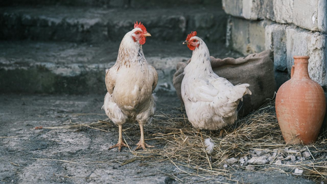 Desi Poultry Farming: खुद चारा ढूंढने वाली देसी मुर्गियां, जो किसानों की कम खर्च में करा रहीं दोगुनी कमाई