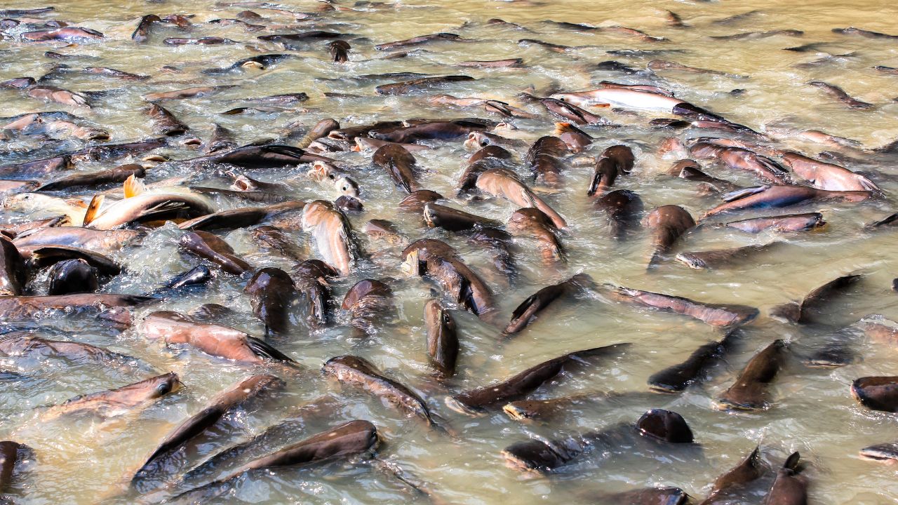 Fish Farming: पंगेशियस पालन में नई तकनीक का कमाल, बीमारी नहीं फैलेगी और उत्पादन ज्यादा होगा