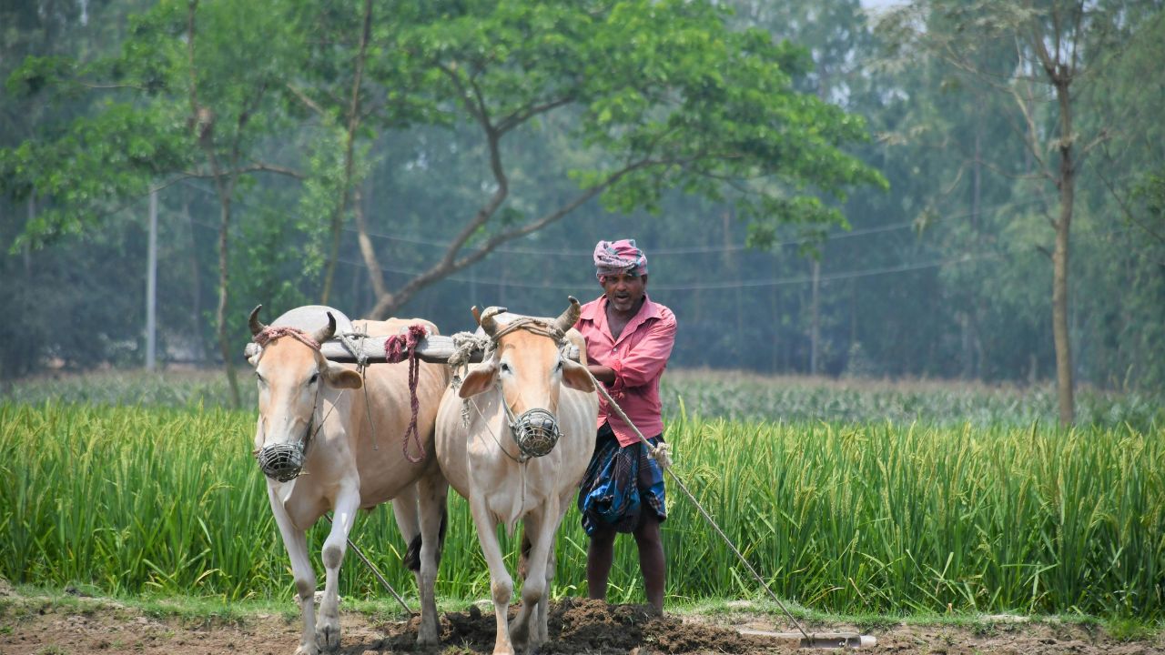 Palamu Joda Bail Yojana: सिर्फ 4 हजार देकर घर लाएं बैलों का जोड़ा, 36 हजार देगी सरकार, बीमा-टीकाकरण भी फ्री