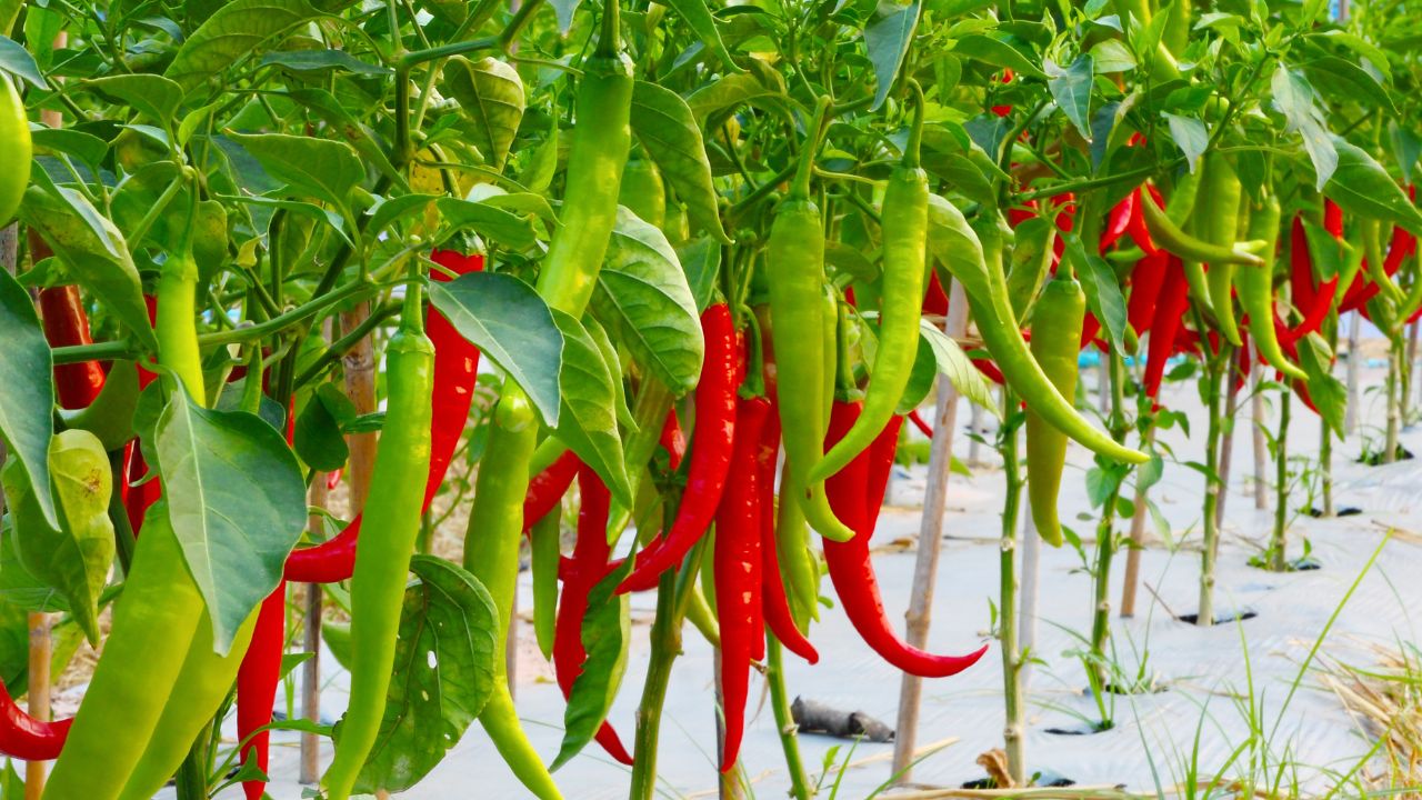 Chilli Farming: जड़ सड़न से पर्ण रोग तक, ऐसे बचाएं हरी मिर्च की फसल और बढ़ाएं मुनाफा