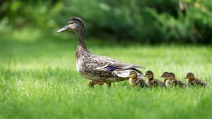 Duck Farming: मैथिली बत्तख पालन से बढ़ेगी गांव की कमाई, कम खर्च में अंडा और मांस दोनों से फायदा Duck Farming: मैथिली बत्तख पालन से बढ़ेगी गांव की कमाई, कम खर्च में अंडा और मांस दोनों से फायदा