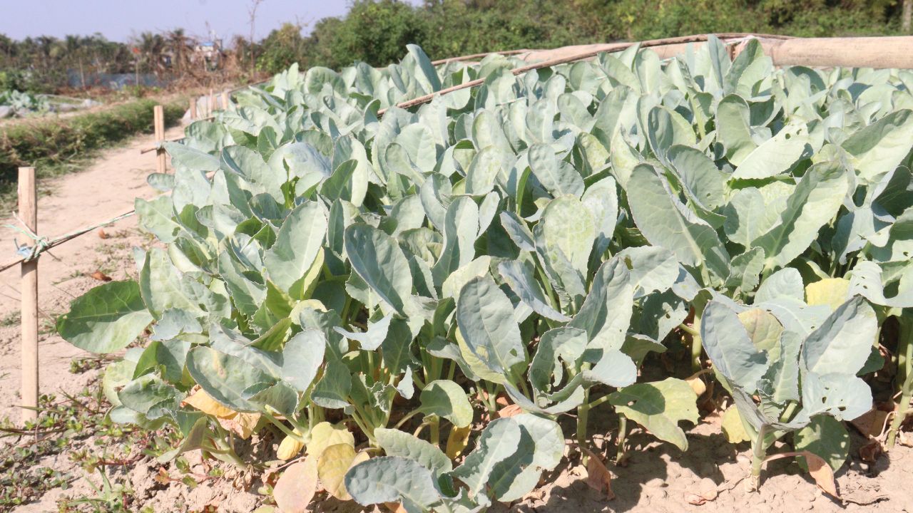 Cauliflower Farming: अब खाली नहीं रहेगा खेत, फूल गोभी के बीज से बढ़ेगी किसानों की आमदनी