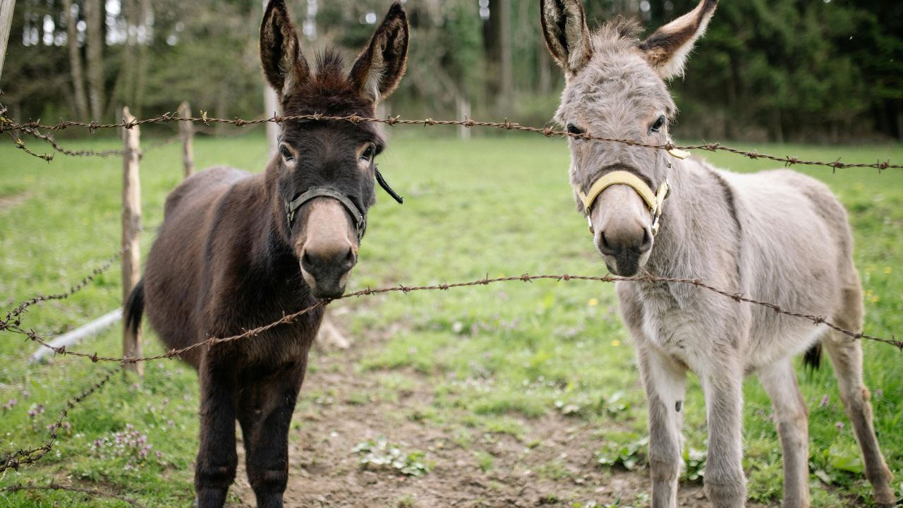 Donkey Farming: जो गधी थी बोझ का साथी, अब 7000 रुपये लीटर दूध से बदल रही गांवों की तस्वीर